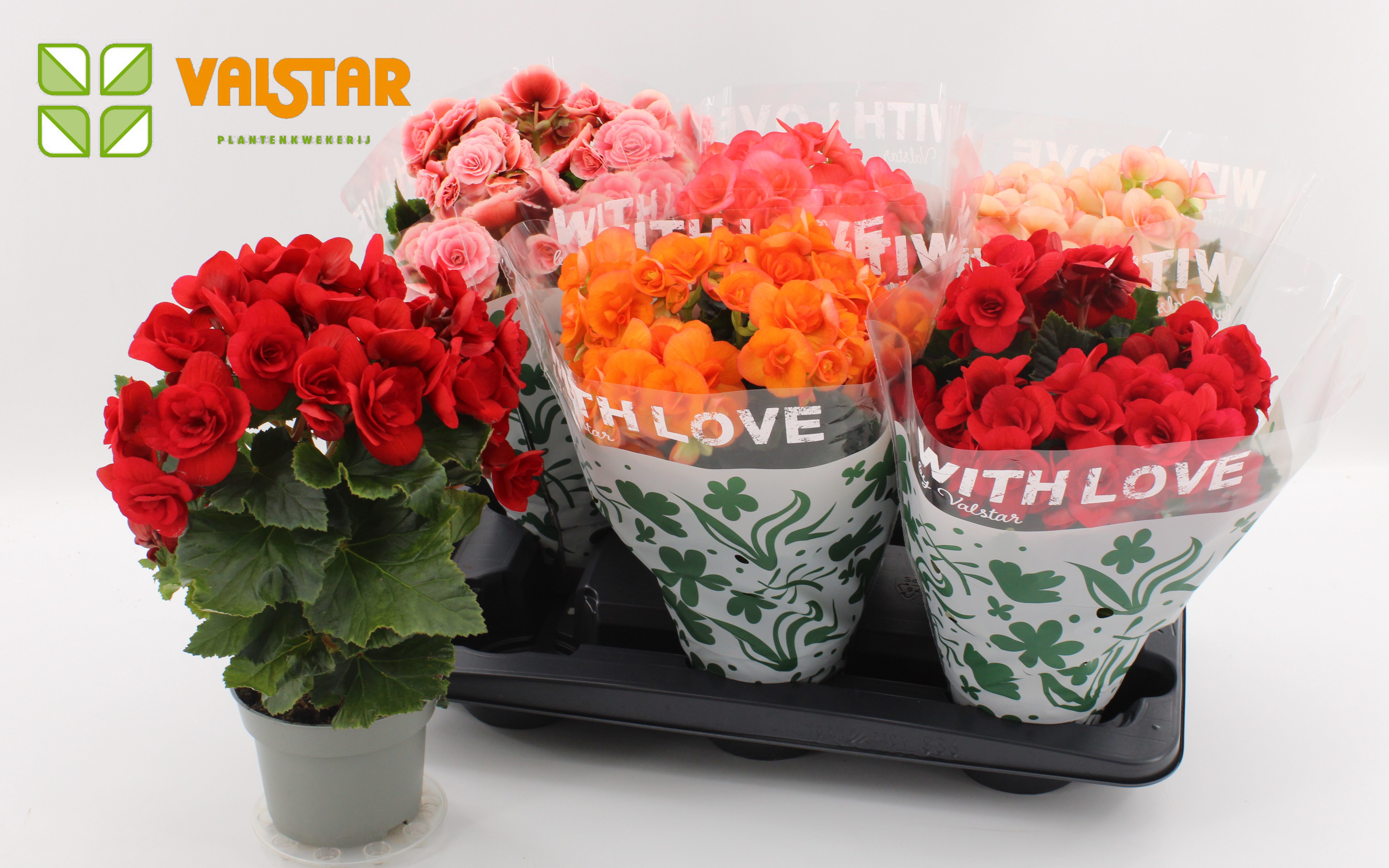 Begonia 13cm With Love by Valstar hoes Mix zonder wit & geel, D 13