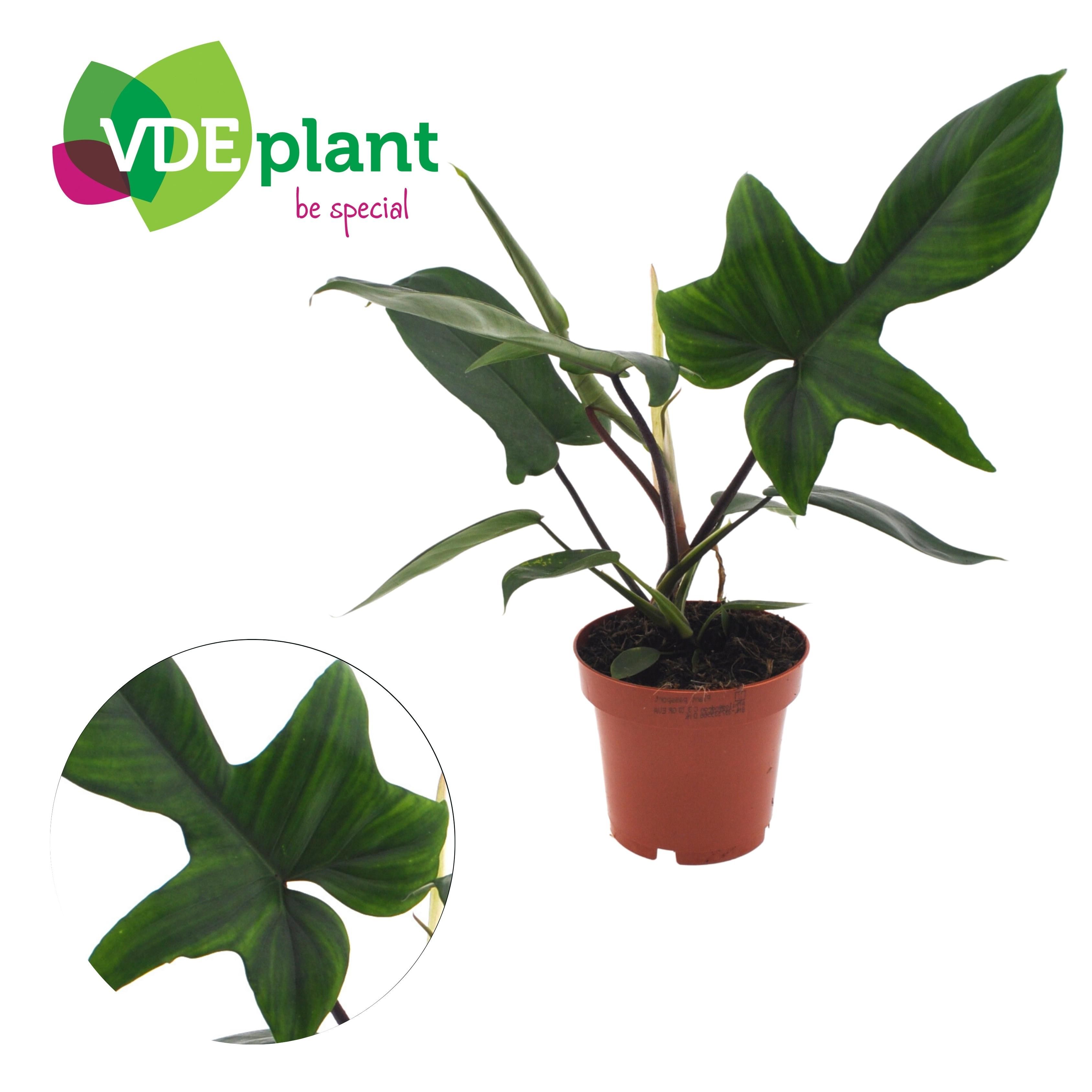 Philodendron Florida Green 12cm, D 12