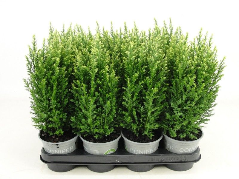 Chamaecyparis lawsoniana 'Snow White', D 11
