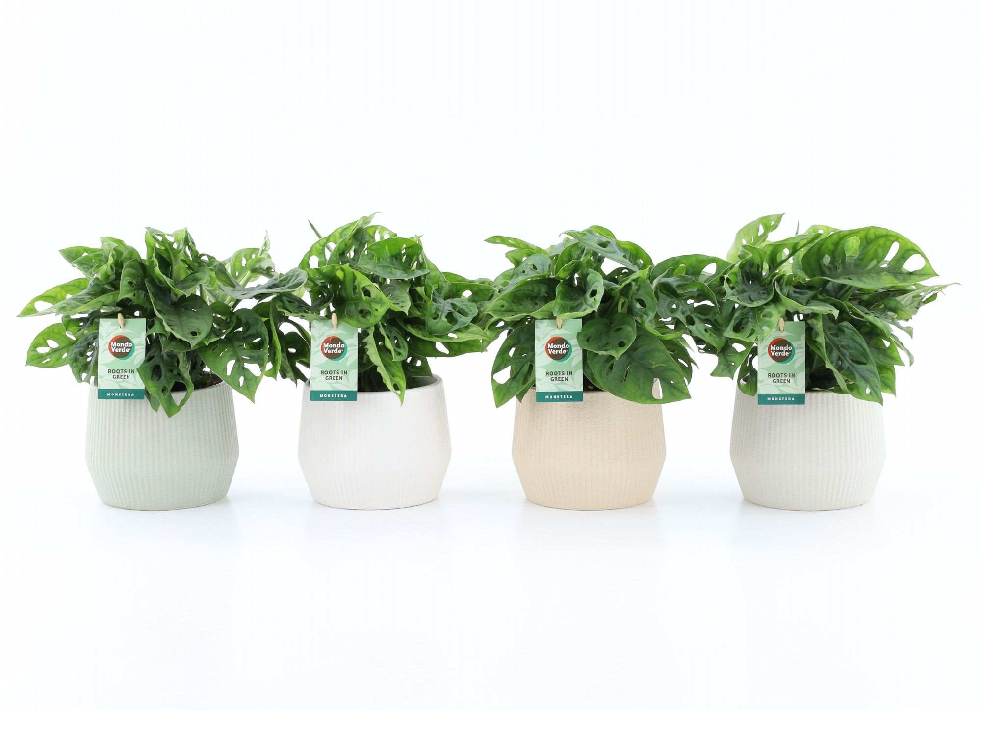 Monstera Adansonii in Sandy keramiek, D 15