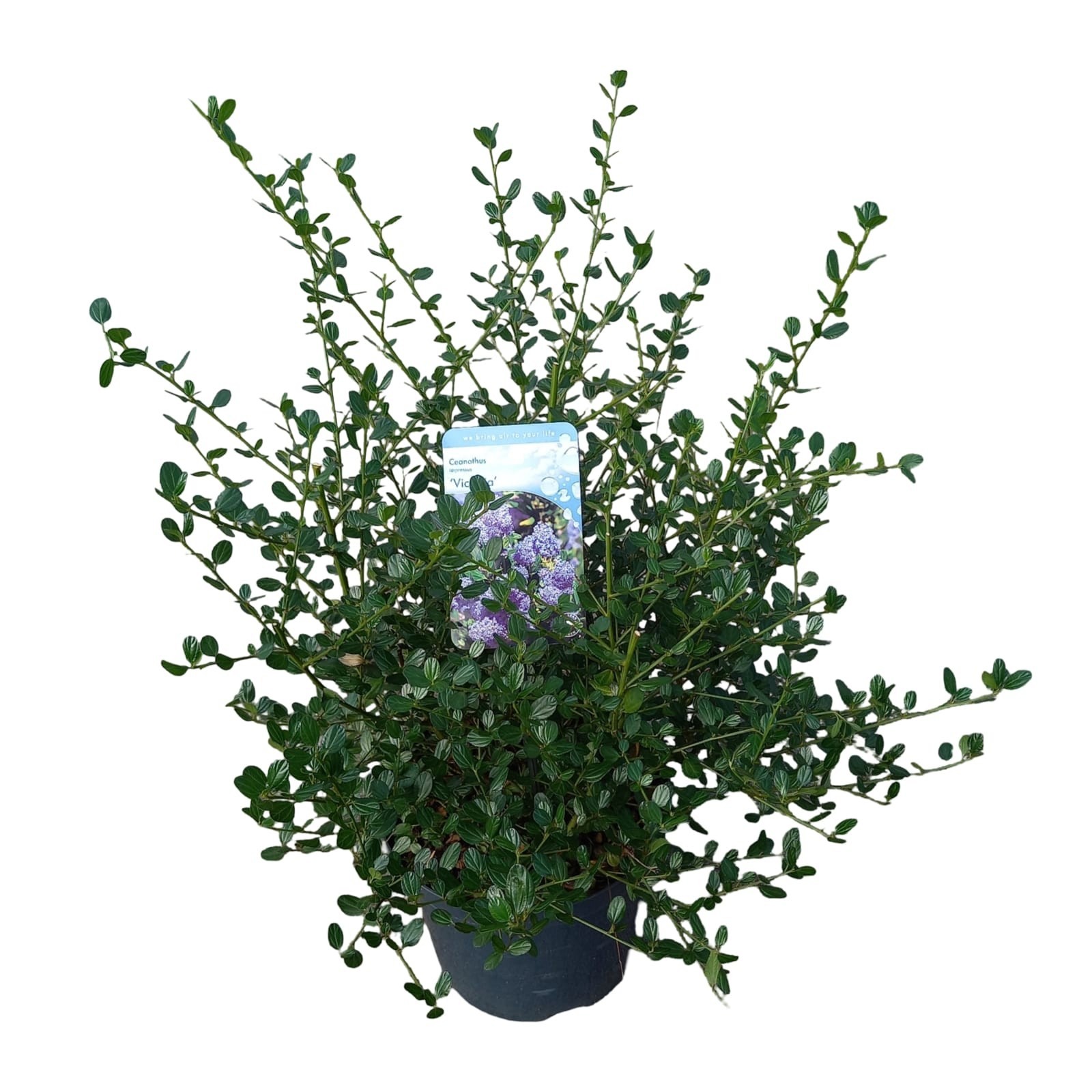 Ceanothus imp. 'Victoria', D 26