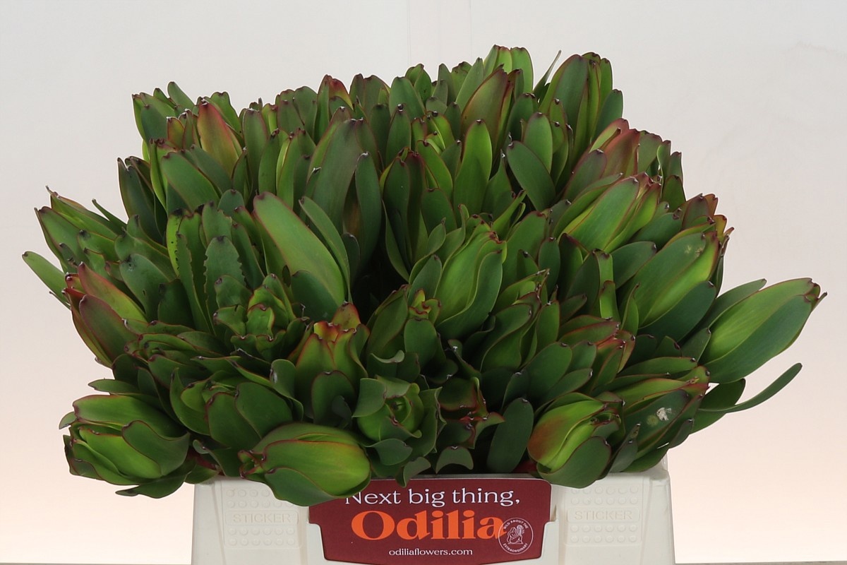 Леукадендрон Лаурел Еллоу 40, шт.