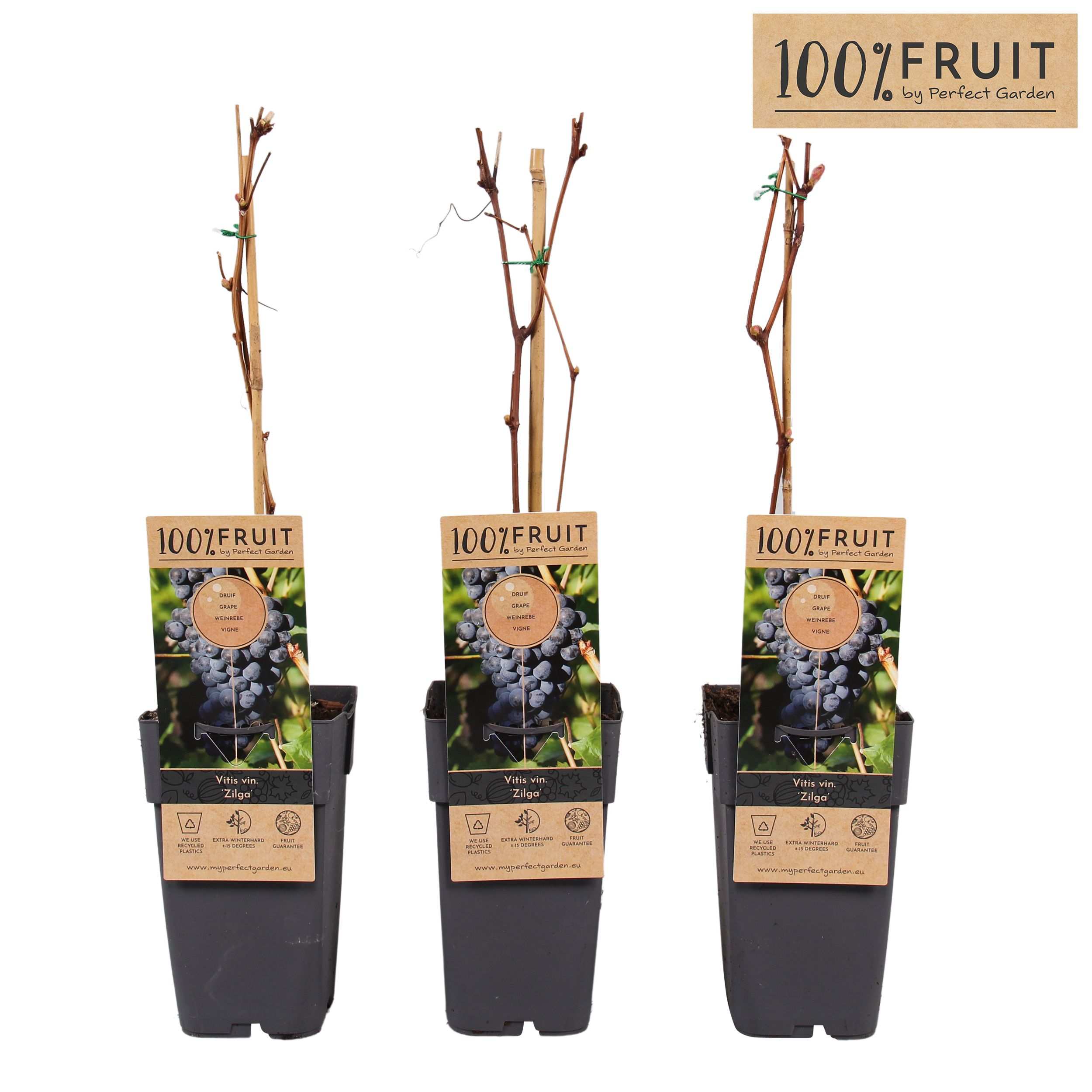 Vitis Zilga P15, D 15