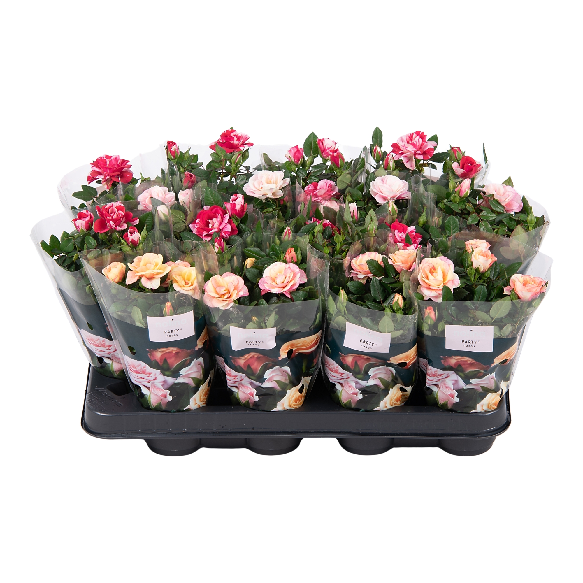 Nolina Special Roses Ø 7 cm. Special Mix, D 7