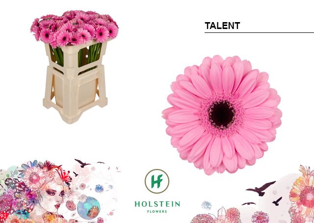 Гермини Талент, шт.