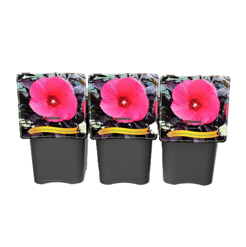 Hibiscus Moscheutos Caroussel Pink Passion C5, D 21 cm