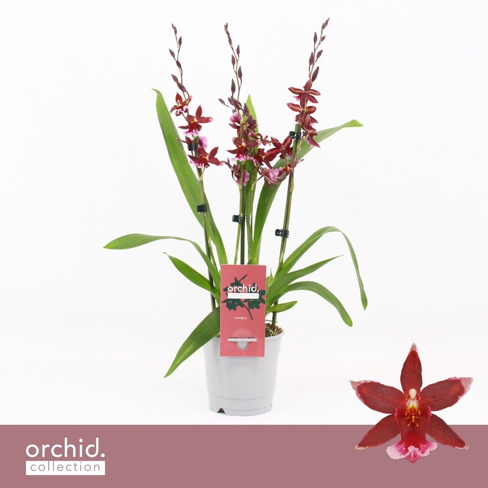 Barrocco Red, 3/4-spike 65+ cm 'Orchid Collection', D 12