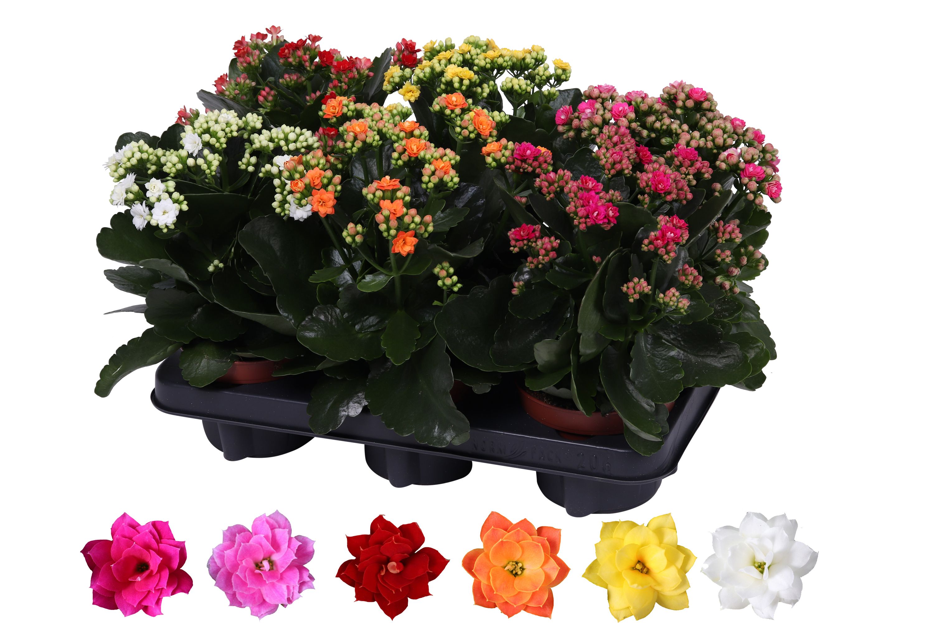Kalanchoe Rosalina 12cm mix, zonder hoes, D 12 cm Kalanchoe Rosalina 12cm mix, zonder hoes, D 12 cm