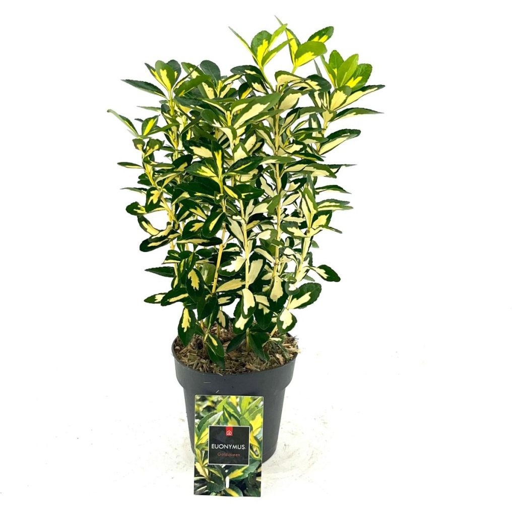 Euonymus jap. 'Gold Queen', D 15