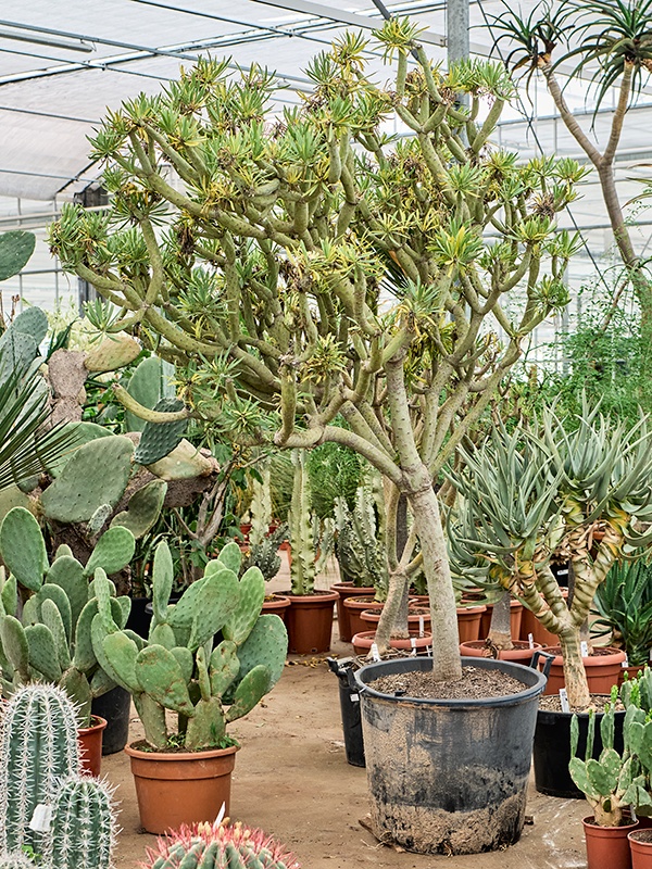 Senecio kleinia, D 66