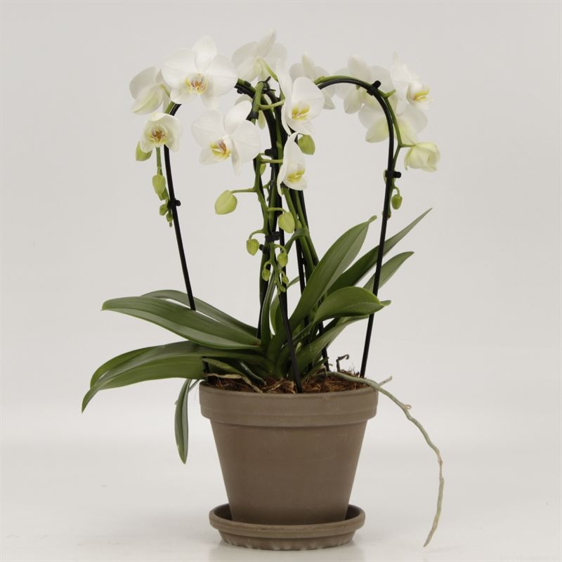 Phalaenopsis Elegant Cascade Quattroboga wit in18 cm grijs pot met schotel, D 18