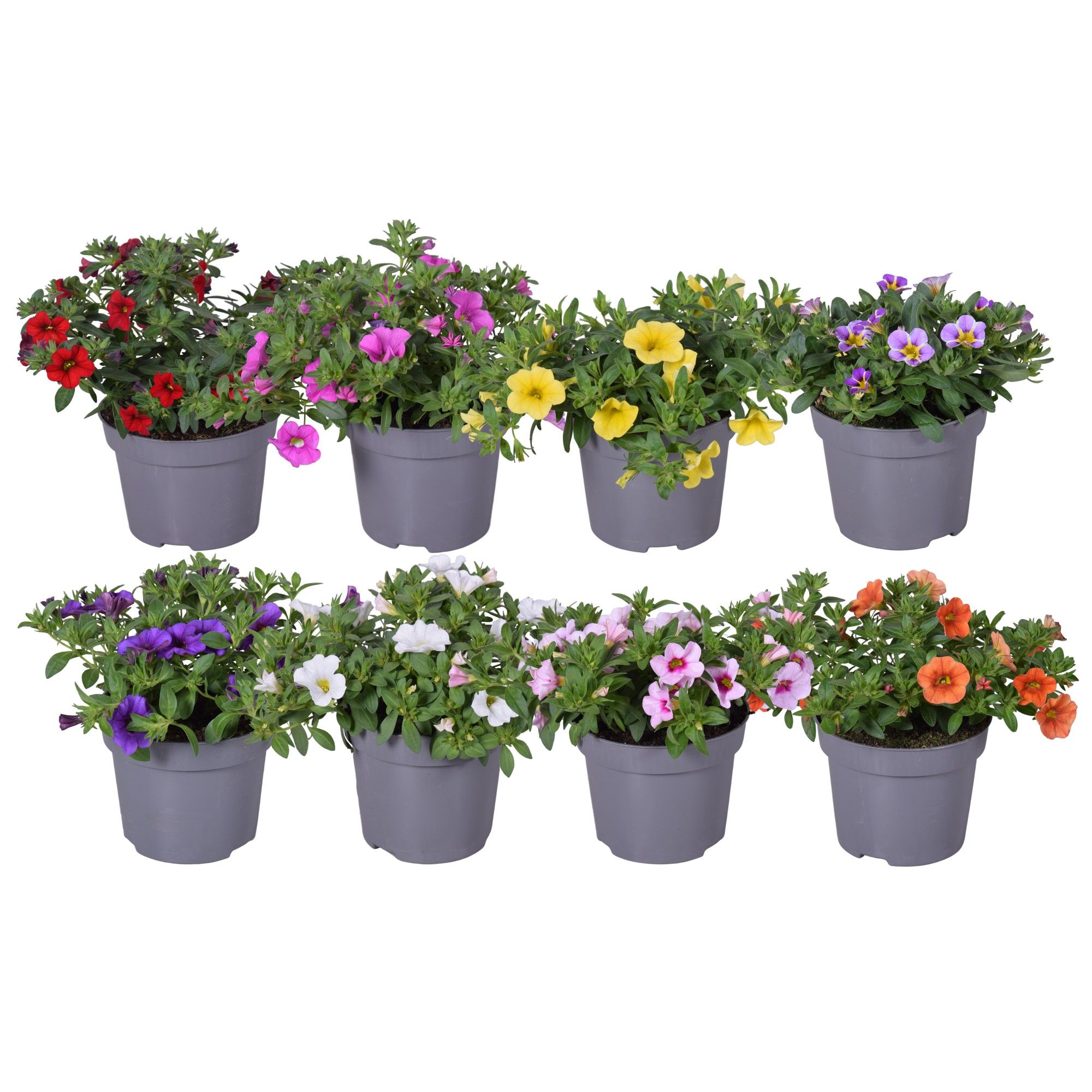 Calibrachoa mixkar op kleur, D 12
