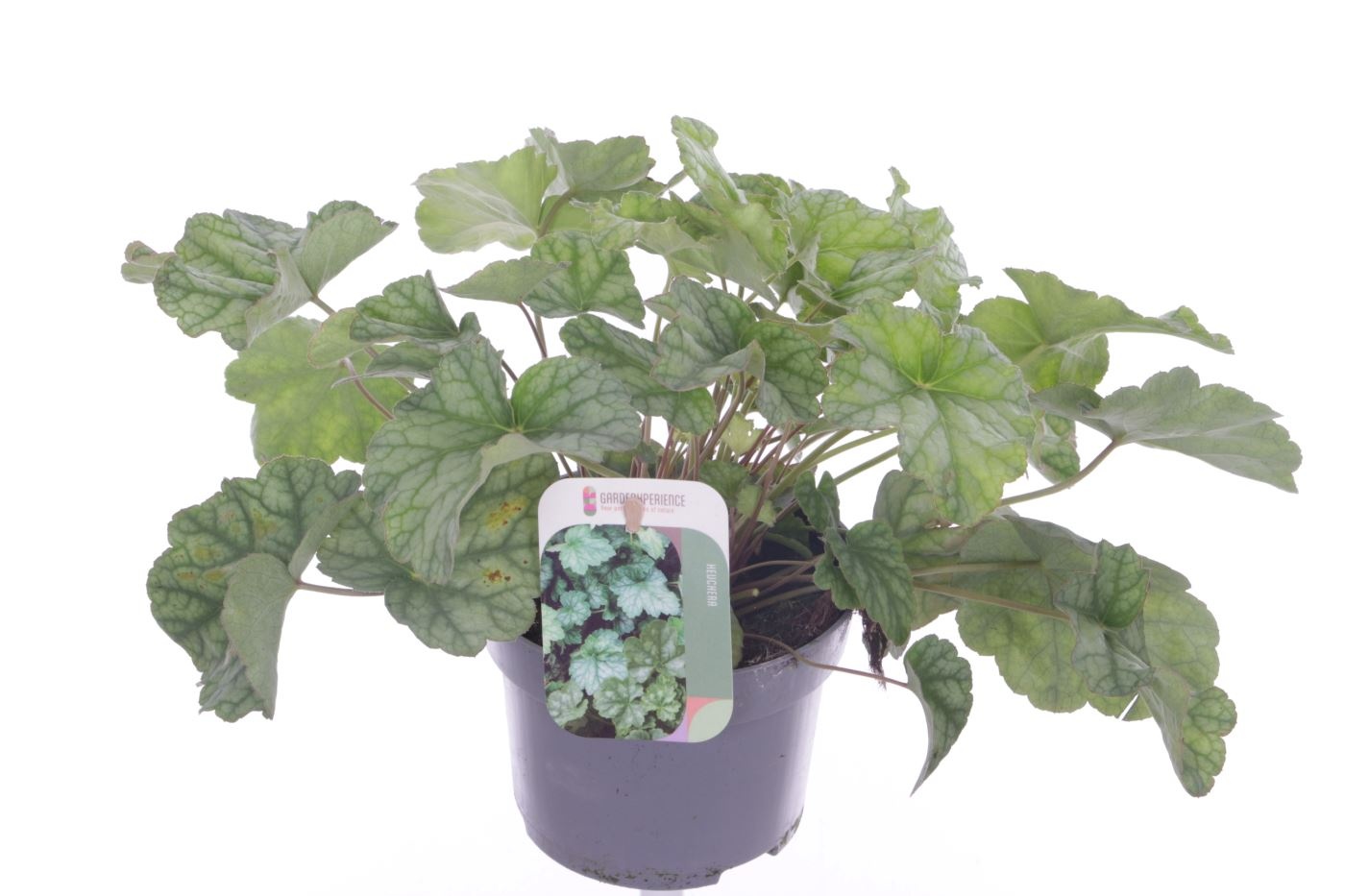 Heuchera sang. Ruby Bells, D 13