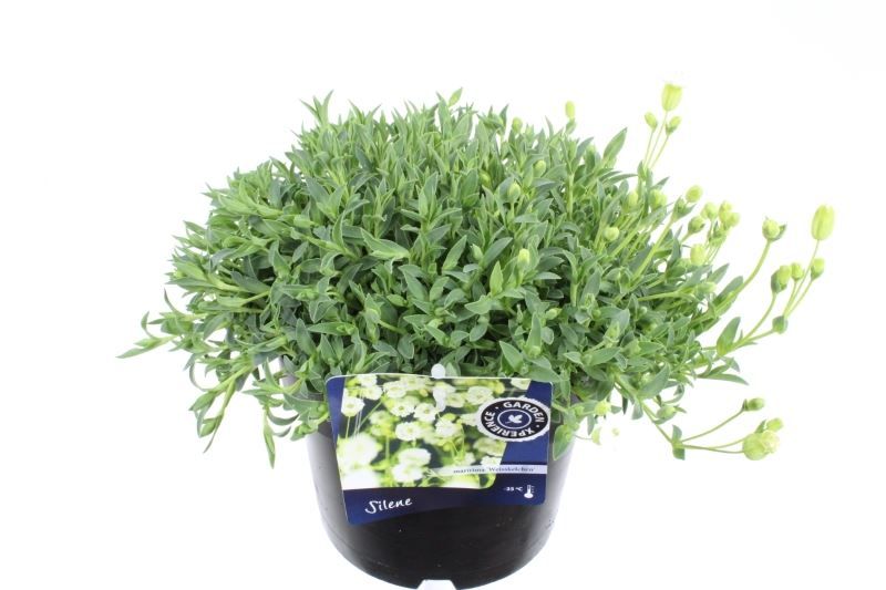 Silene maritima Weisskehlchen, D 17