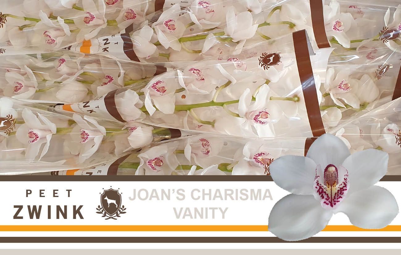 Цимбидиум Ванити x9 60, шт.