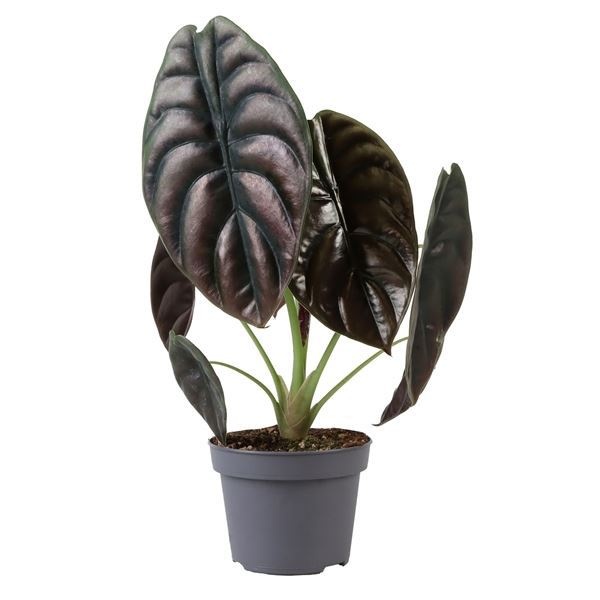 Alocasia Cuprea Red 12 cm, D 12 cm Alocasia Cuprea Red 12 cm, D 12 cm