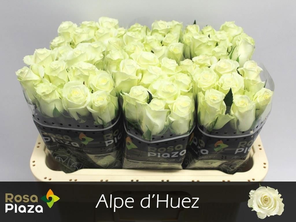 Роза од. Аль Дью 60, шт.