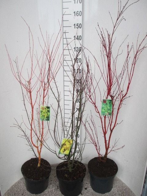 Acer palmatum in cultivars 90-110 P28, D 28
