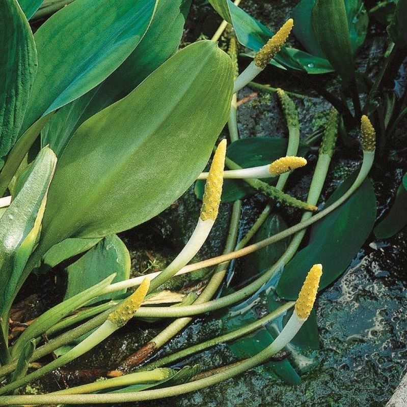 Orontium aquaticum, D 9