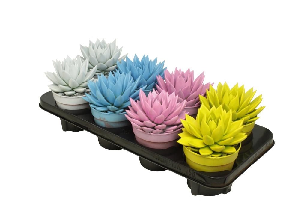 Miranda coloured summer mix, D 12 cm