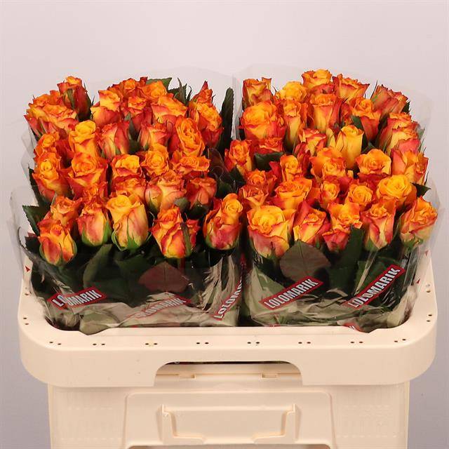 Роза од. Мари Клэр! 60, шт.