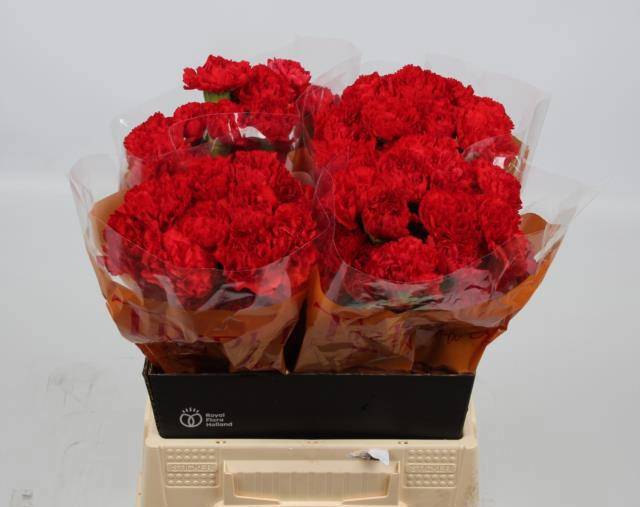 Диантус од. Дон Педро, шт.