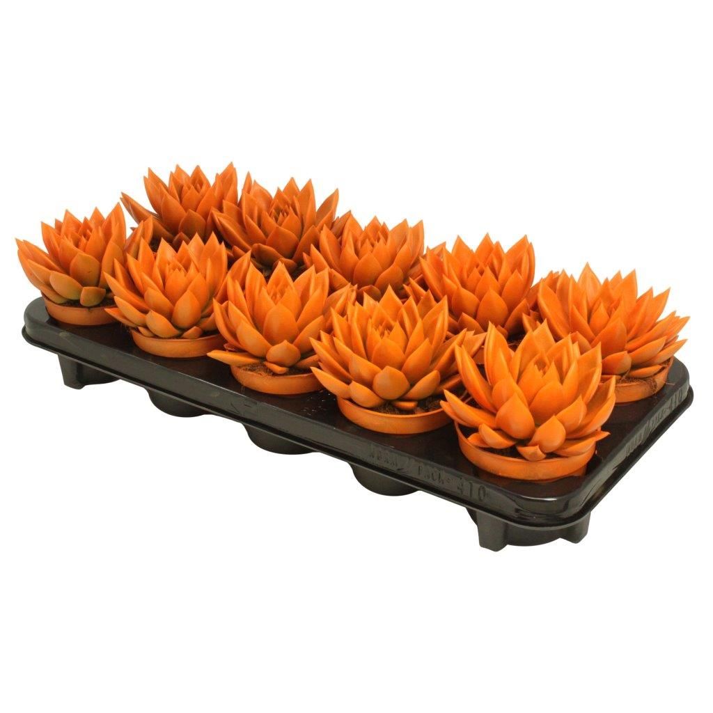 Miranda coloured orange, D 10,5