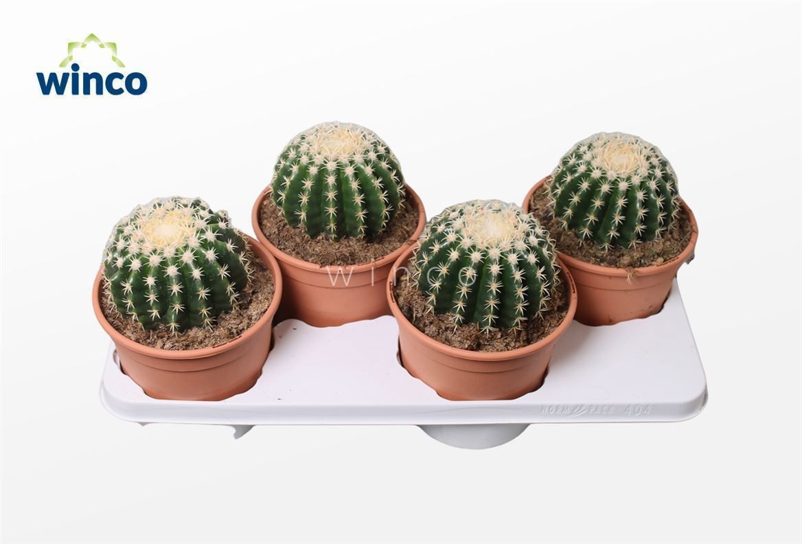 Echinocactus Brevispina, D 17 cm