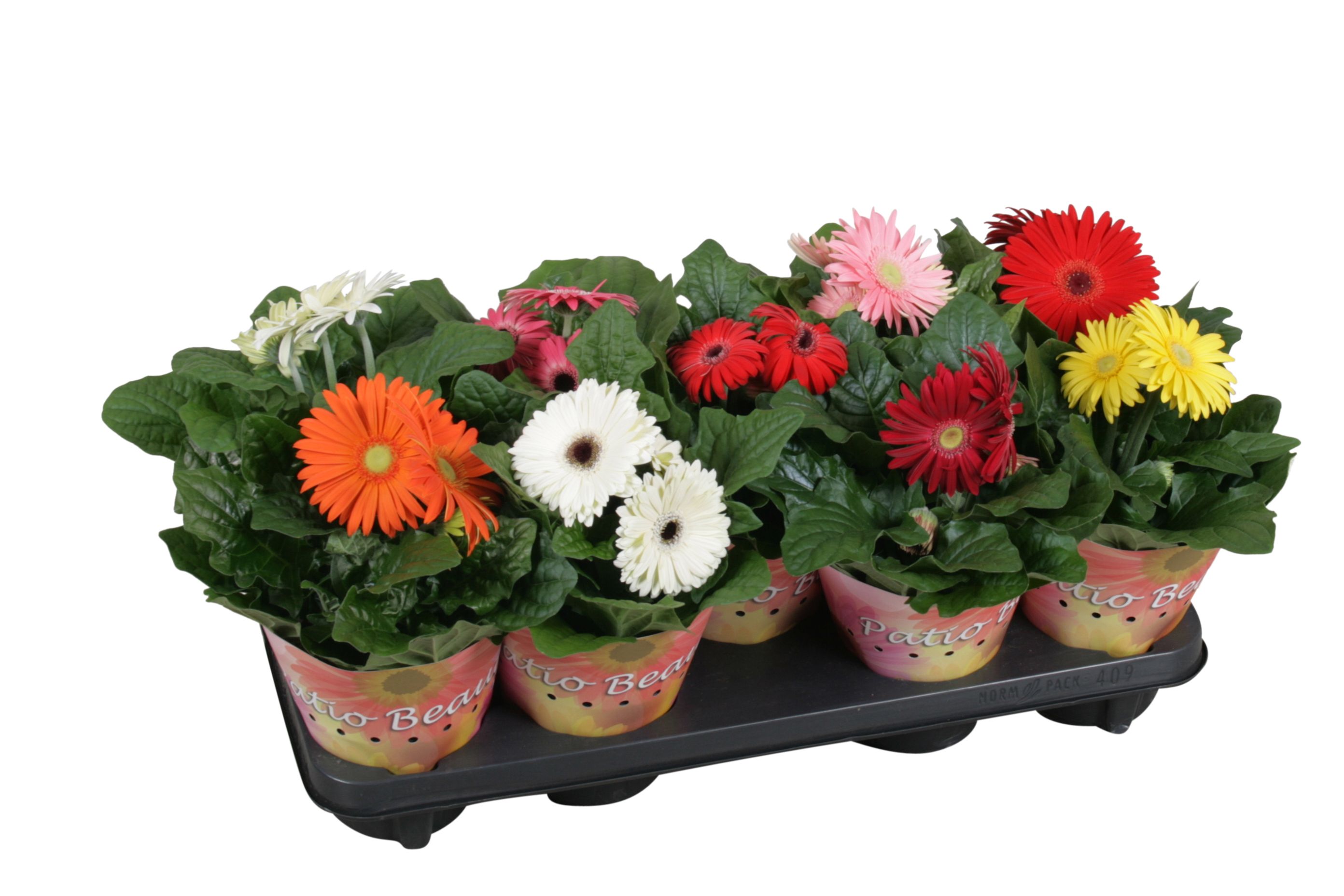 Gerbera patio beauty 12cm 2+bl potcover enkel bloemig, D 12 cm