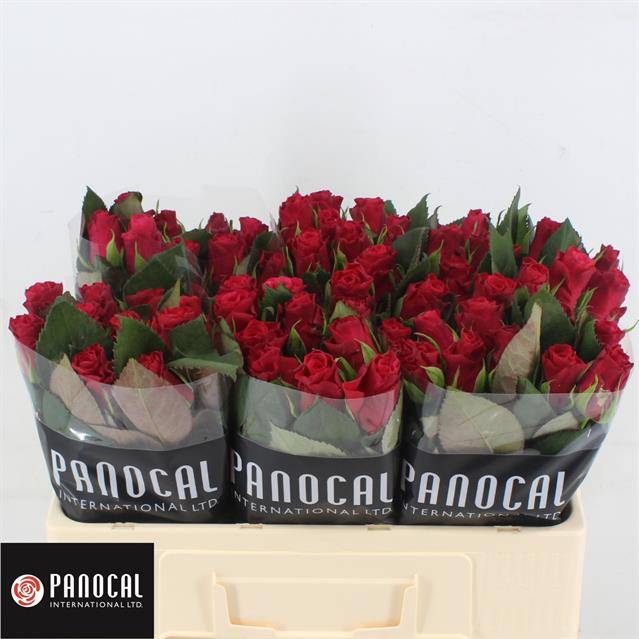 Роза од. Такази+ 50, шт.