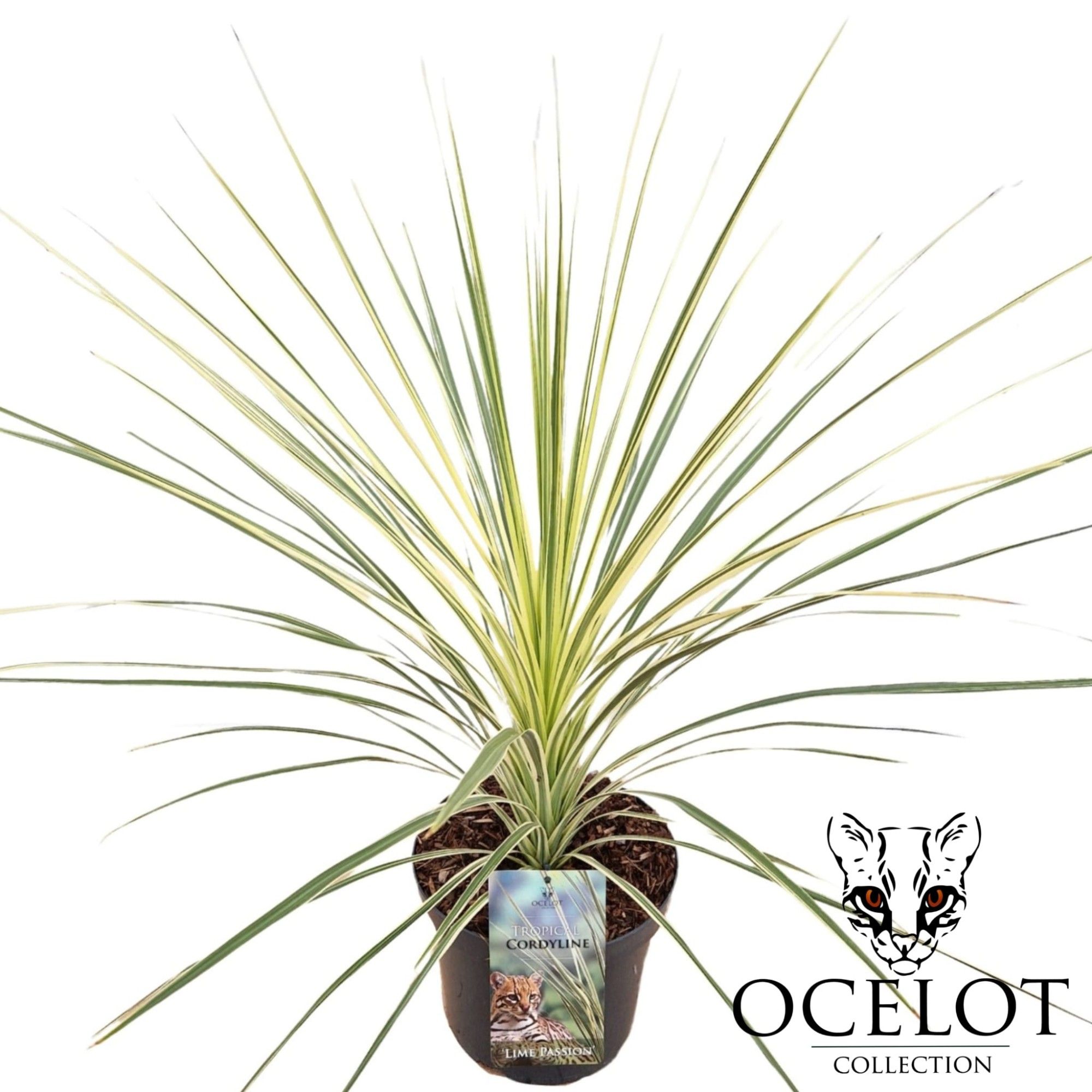 Cordyline australis 'Lime Passion', D 26