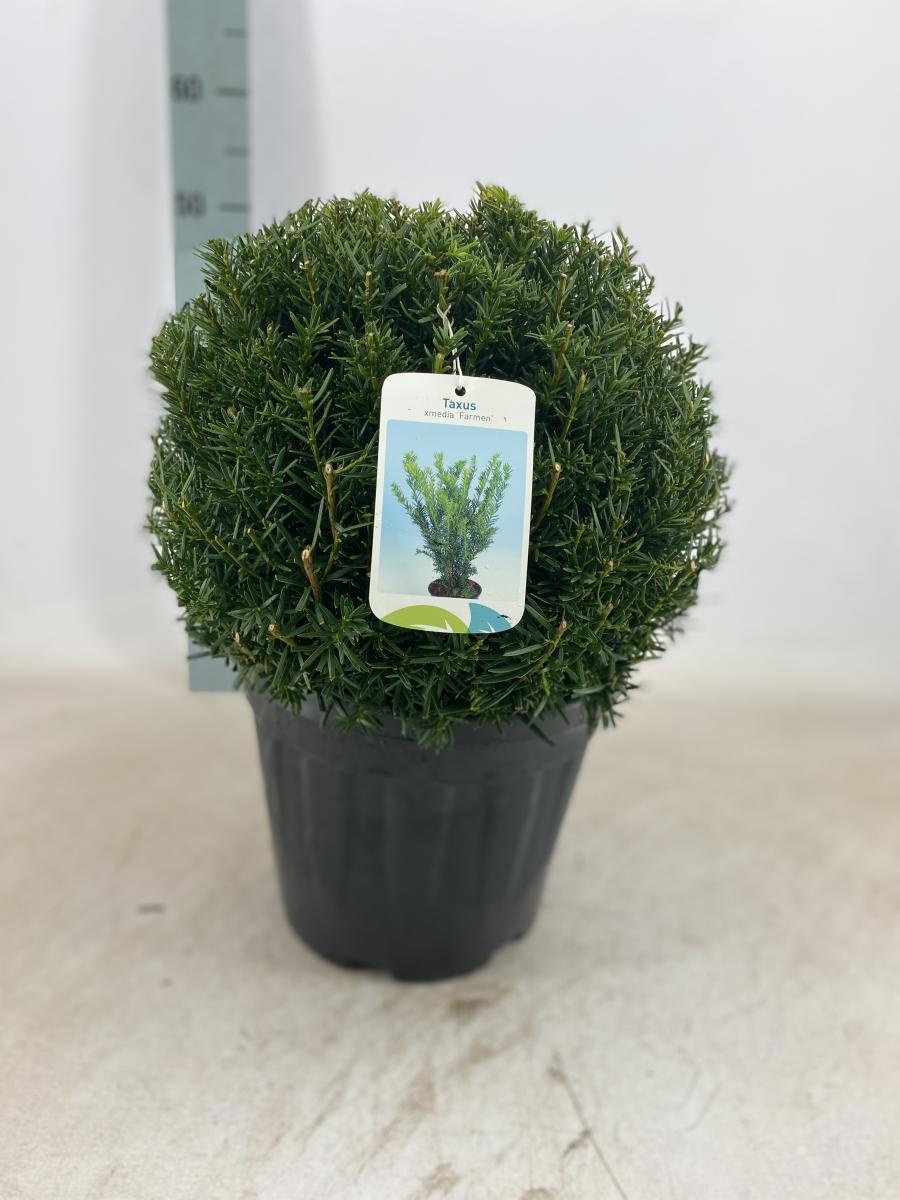 Taxus media 'Farmen', bol, D 29