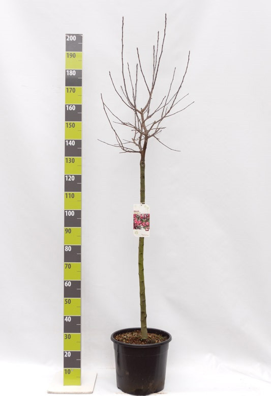 Malus 'Royalty' C 20 120 ha, D 30