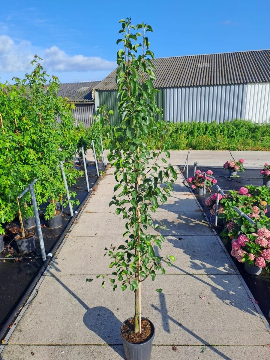 Pyrus calleryana 'Chanticleer', D 38 cm