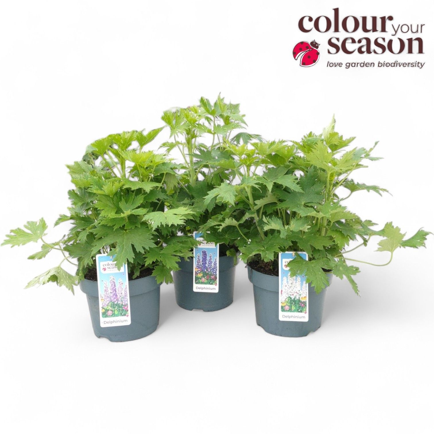 Delphinium P23, D 23