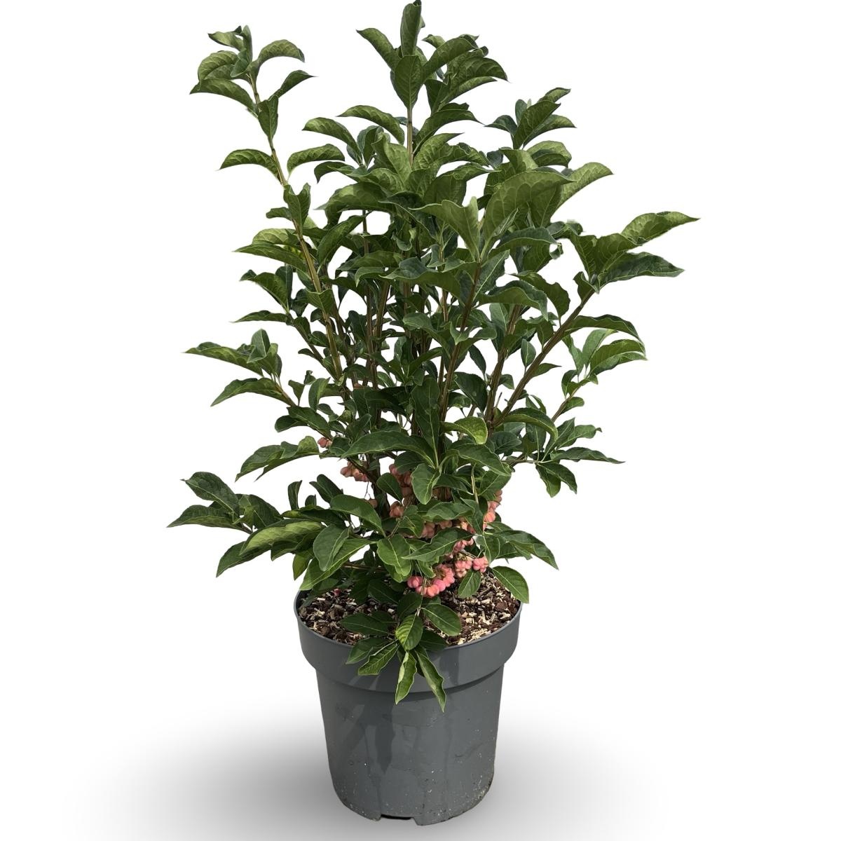 Euonymus phellomanus, D 32 cm