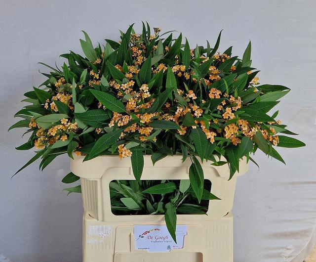 Эуфорбия куст. Коньяк Барон 70, шт.