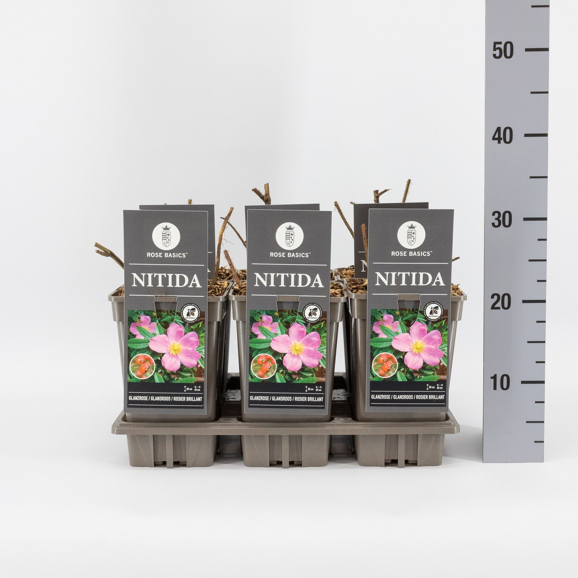 Rosa nitida, C3, D 17