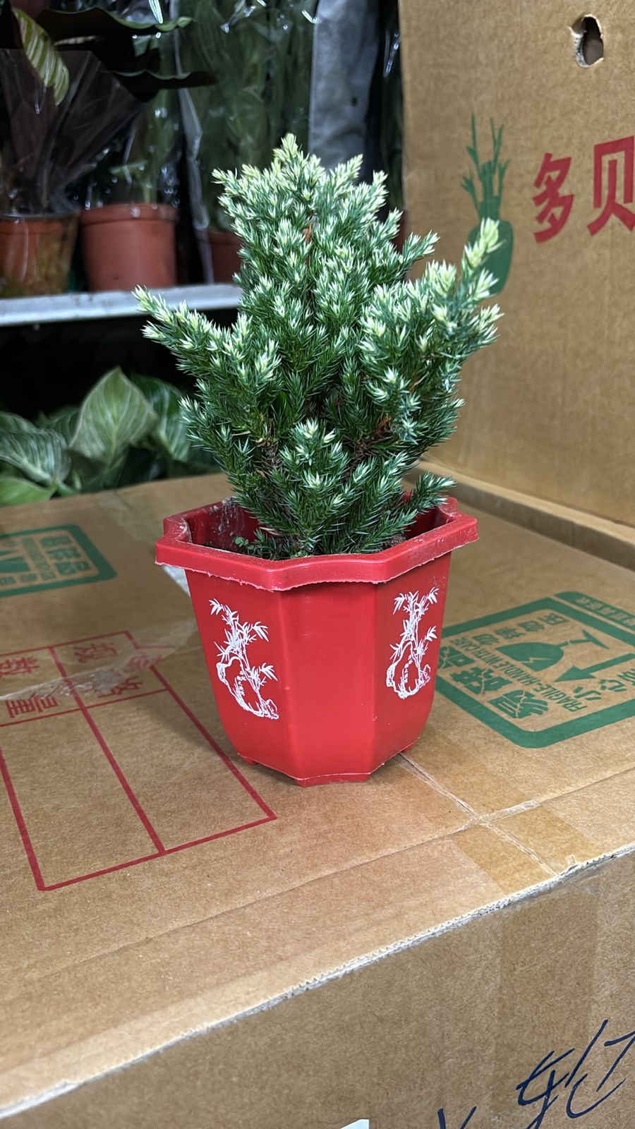 Подокарпуснаги 15-Пак Премиум Голден Драгон Кйпресс Брокаде 14八角盆 14 30