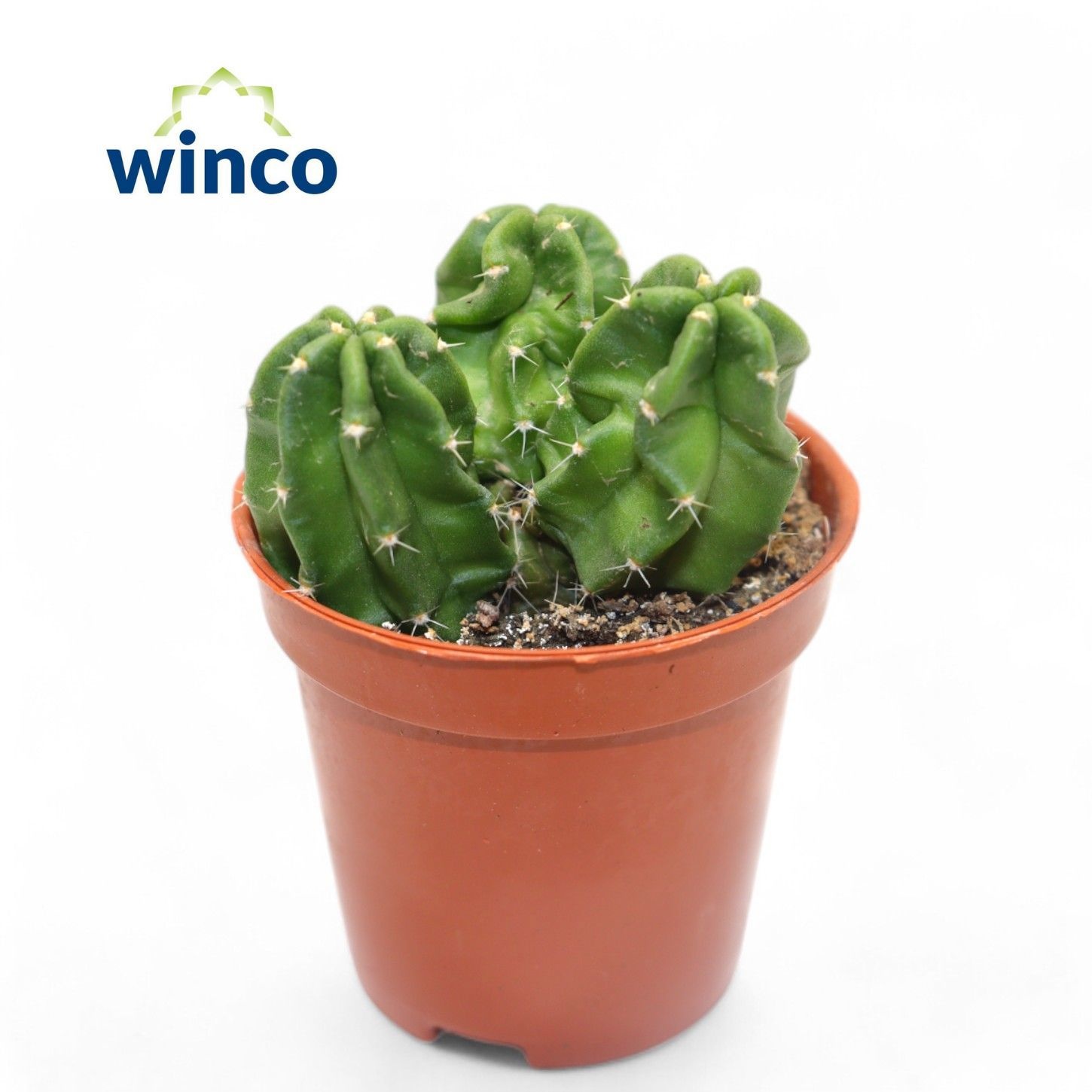 Echinocereus Vierecki Moricalli, D 5,5