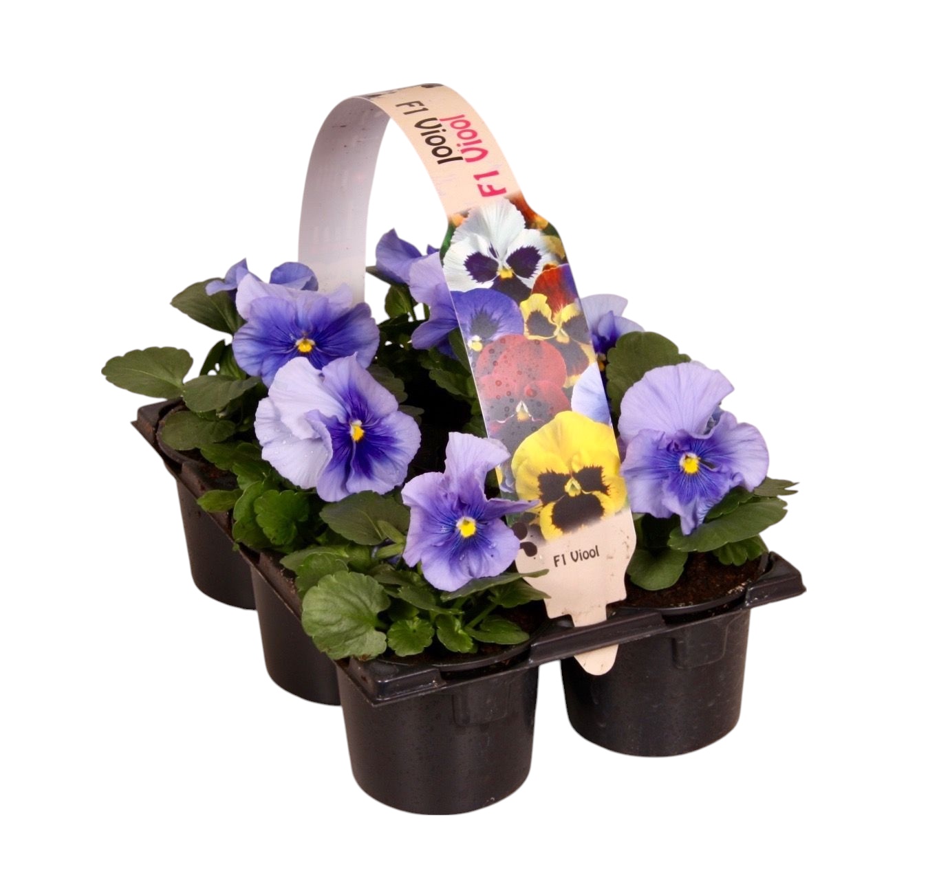 Viool F1 licht blauw 6p, D 9 cm Viool F1 licht blauw 6p, D 9 cm