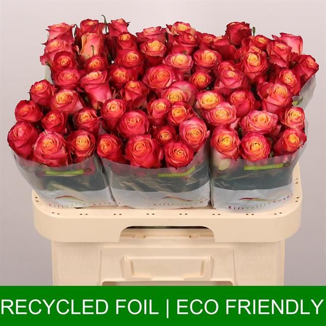 Роза од. Май Тай 60, шт.