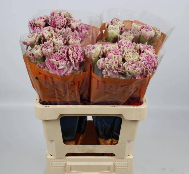 Диантус од. Антигуа, шт.