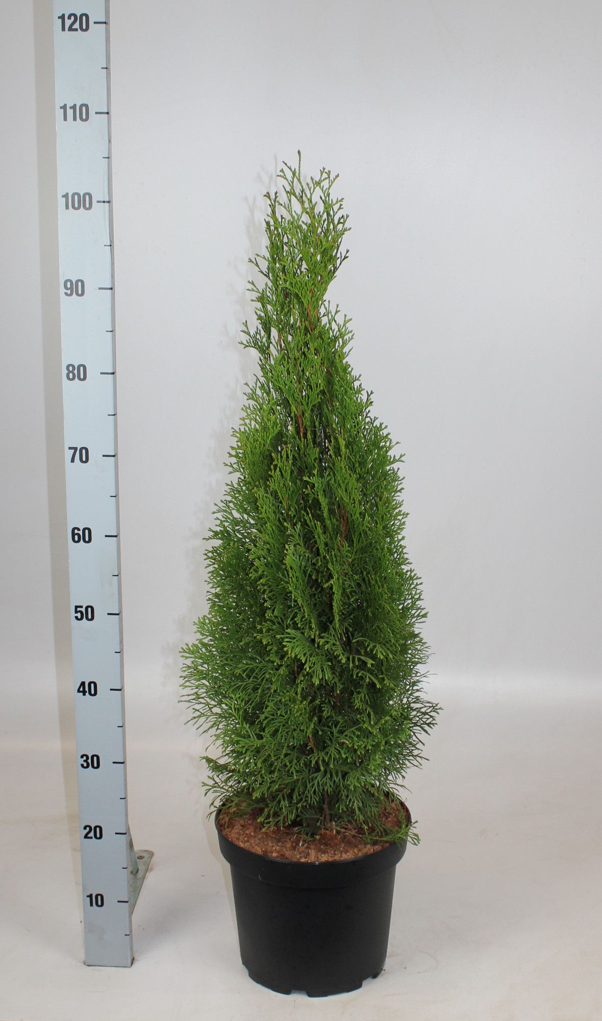 Thuja occidentalis 'Smaragd', D 26
