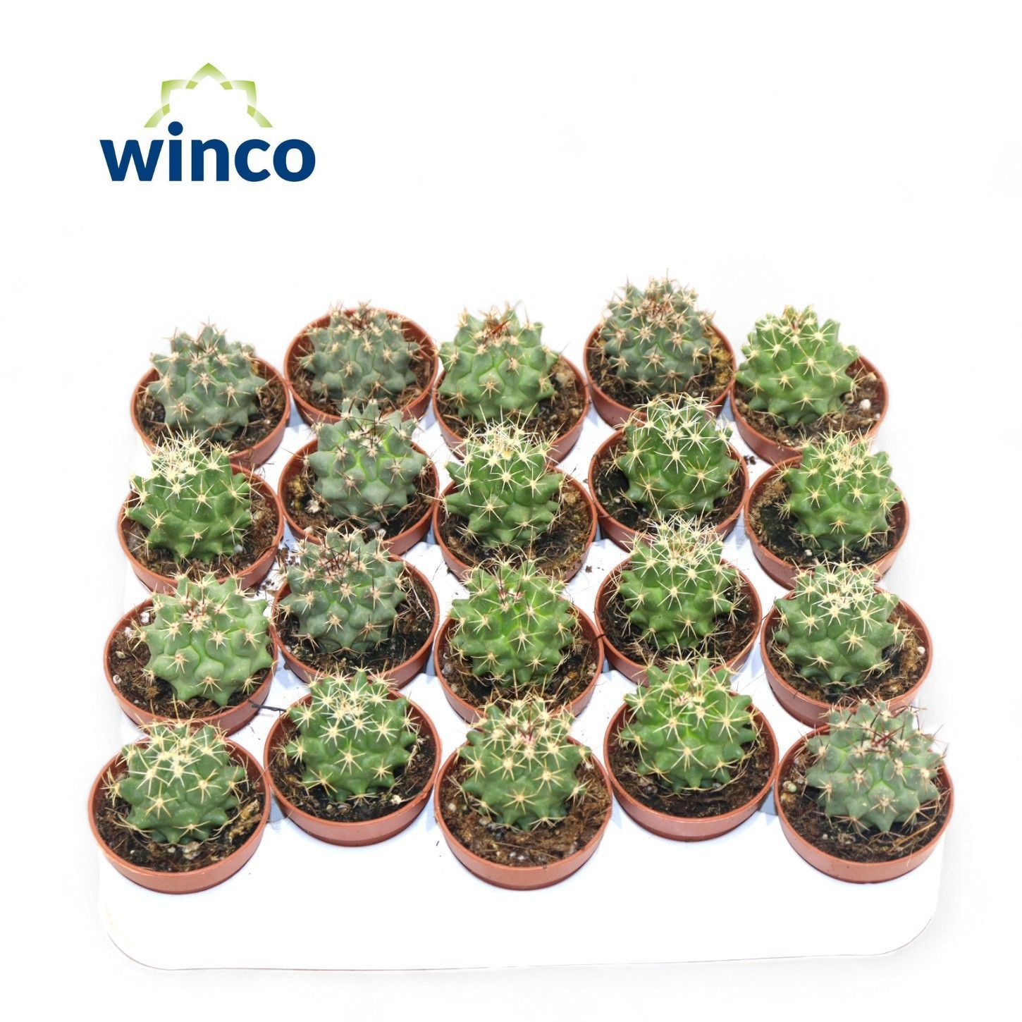 Thelocactus Nidulans, D 5,5