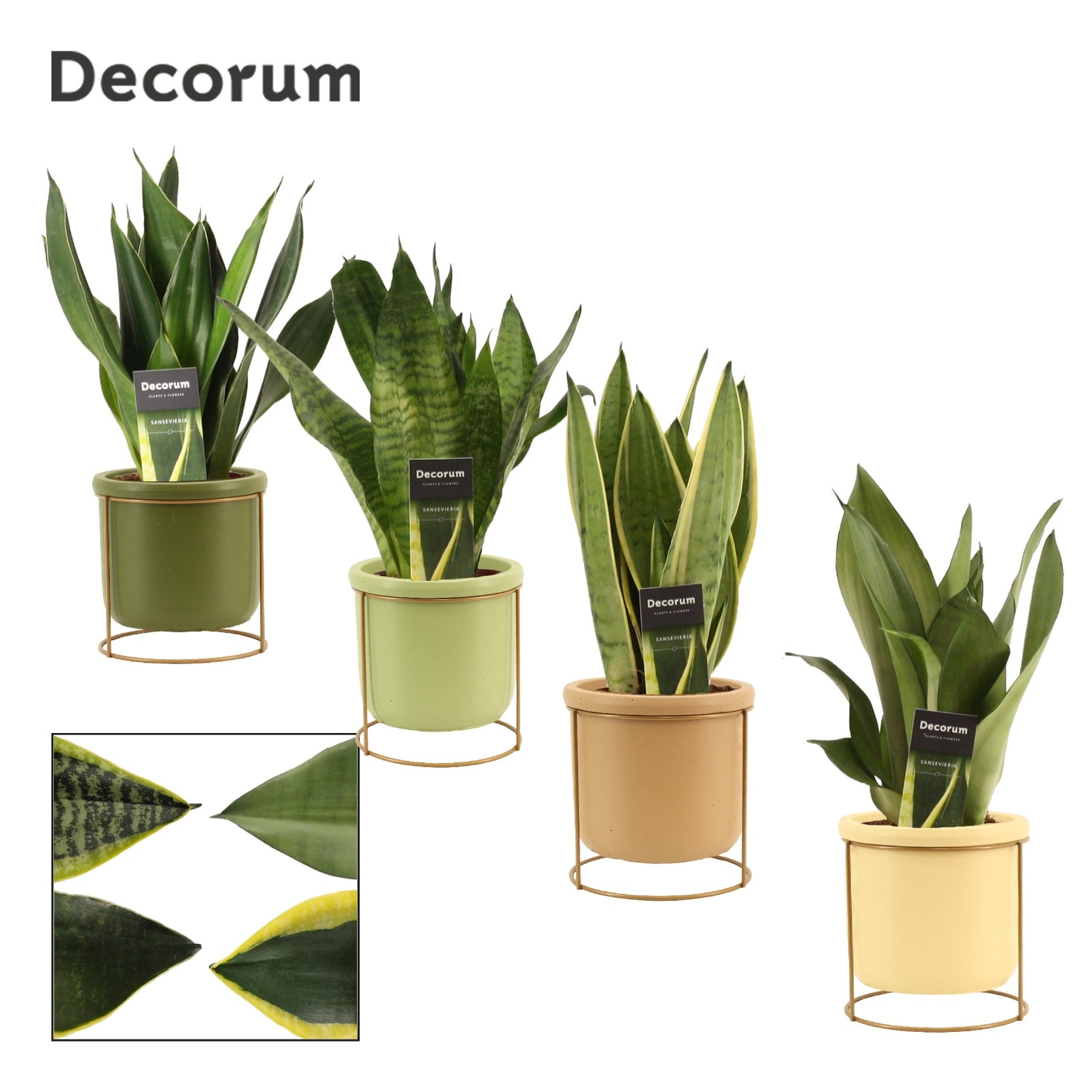 Sansevieria super mix 12 cm in Lynn (Silent moods-collection), D 12 cm Sansevieria super mix 12 cm in Lynn (Silent moods-collection), D 12 cm