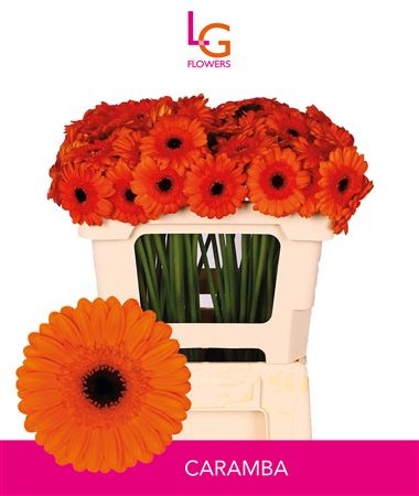 Гермини Карамба, шт. Гермини Карамба, шт.