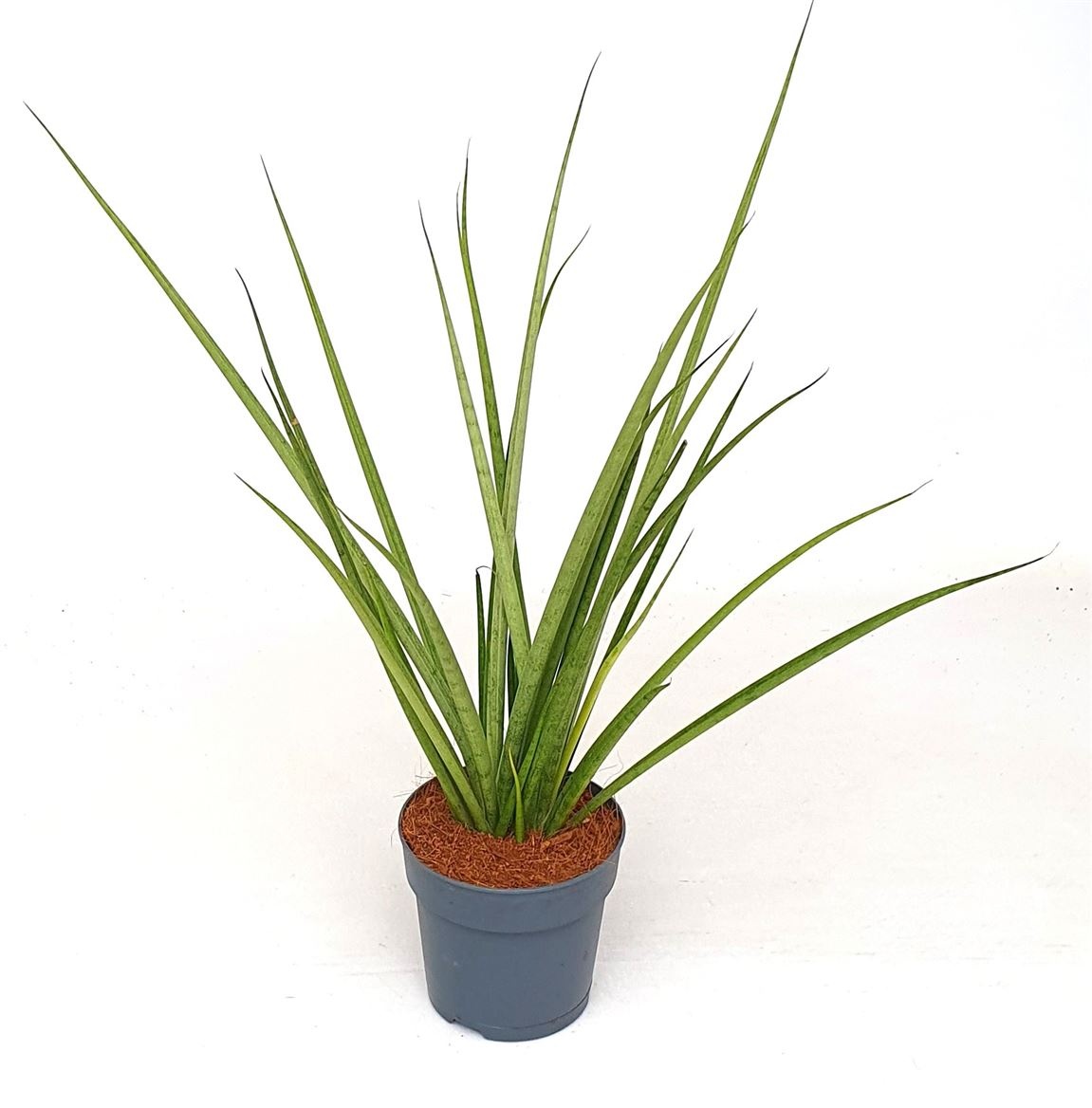 Sansevieria 'Mikado', D 12