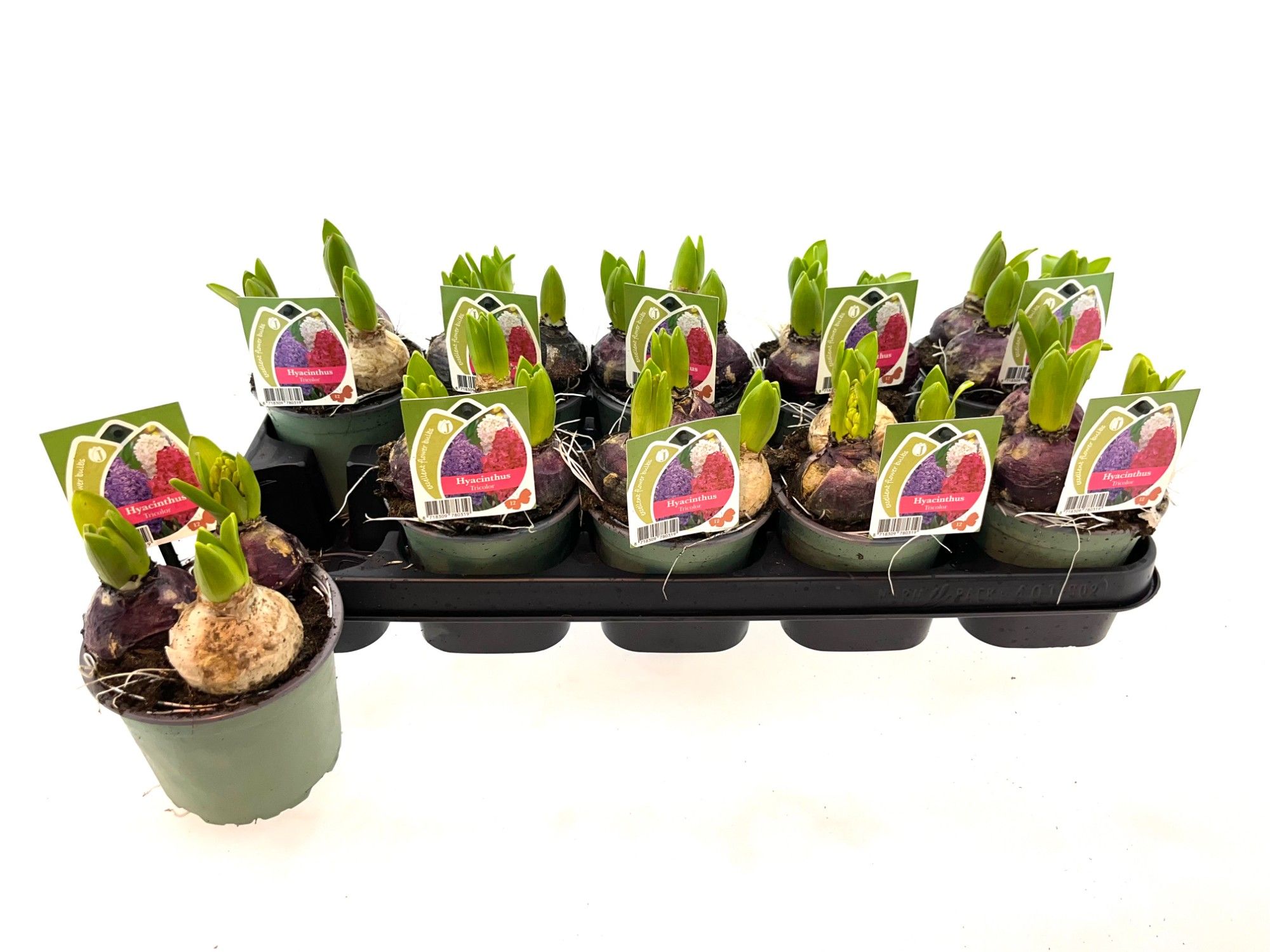 Hyacint Tricolor 12 cm, D 12