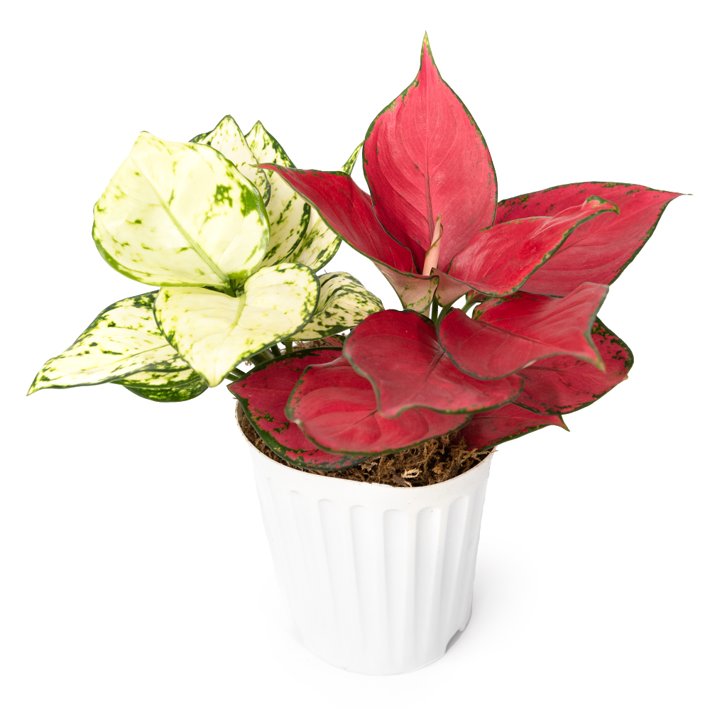 Аглаонема ред & вайт 12 30 (предзаказ)